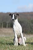 WHIPPET 386